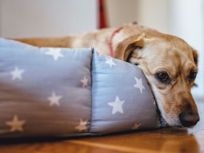 Tiere im Schlafzimmer